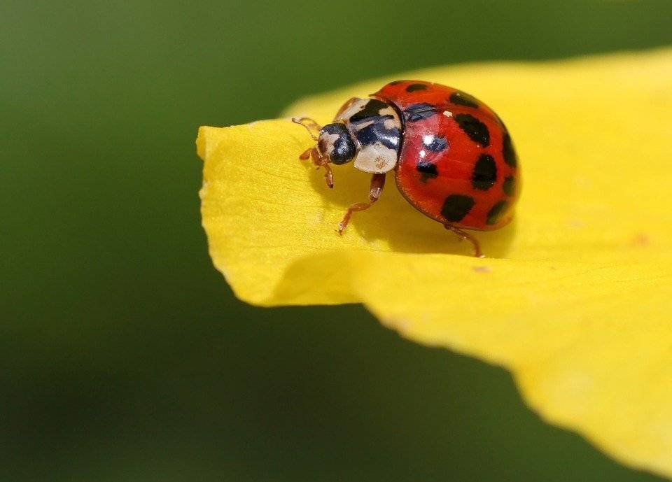 ladybug-241636_960_720