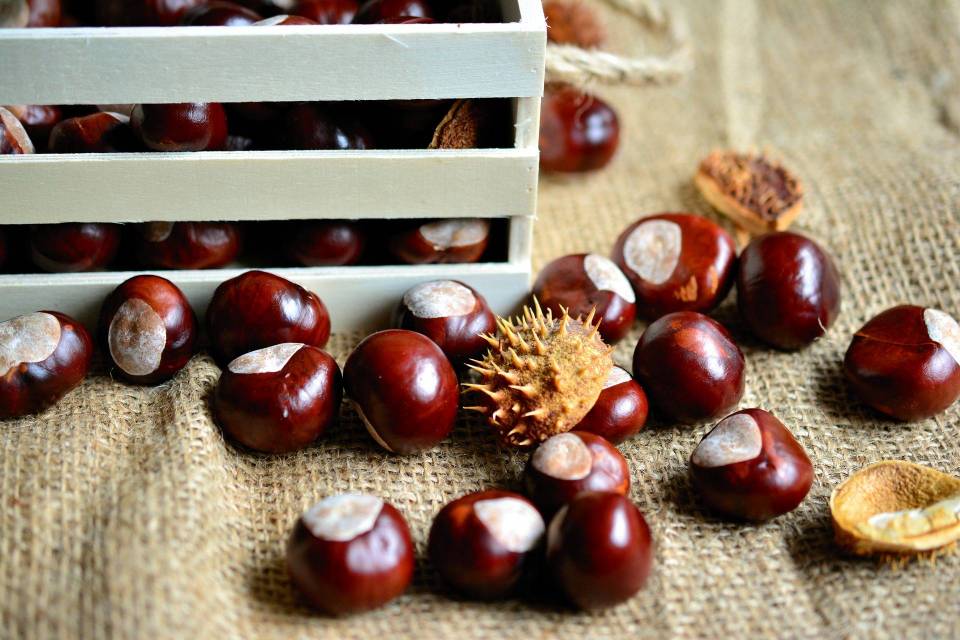 chestnuts-3693487_1920