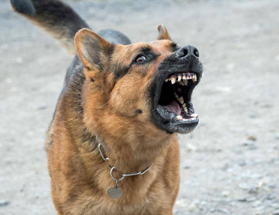 Kolejne agresywne psy terroryzują okolicę! Służby już w akcji ich wyłapywania. Gdzie tym razem się pojawiły?