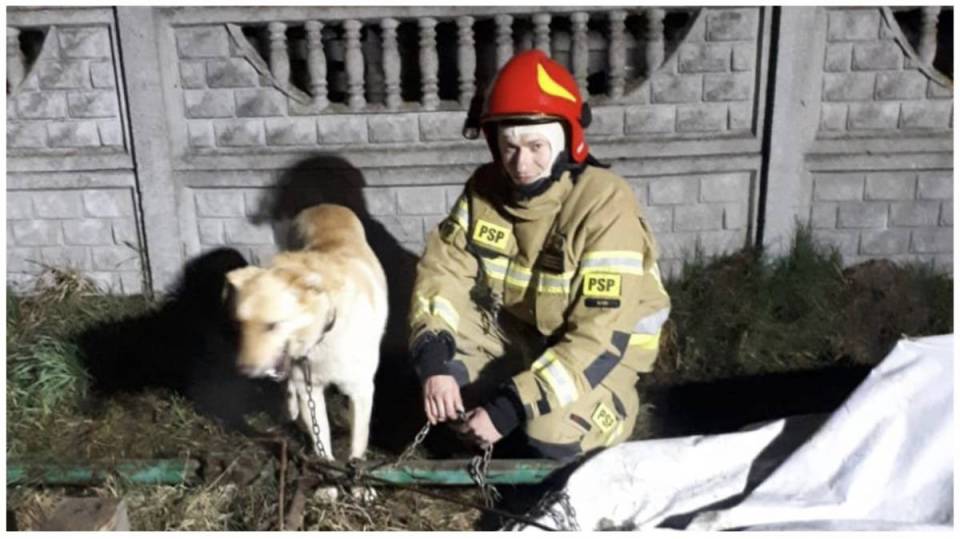 Łascy strażacy ratowali psa uwięzionego przez metalowy łańcuch